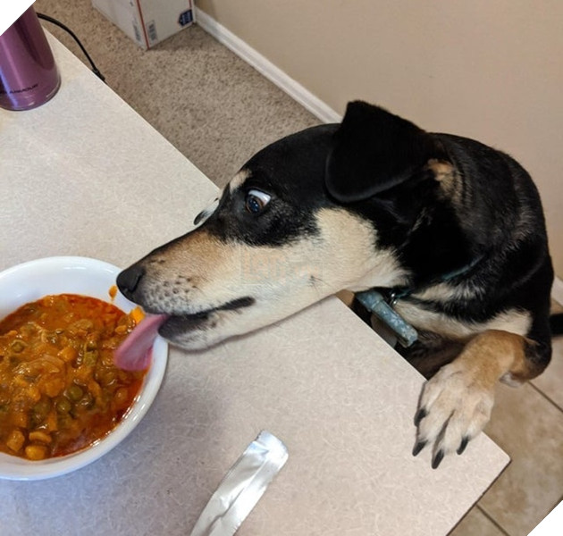 20 hình ảnh đáng yêu của chó mèo giúp bạn nạp đầy năng lượng tích cực cho ngày mới  5