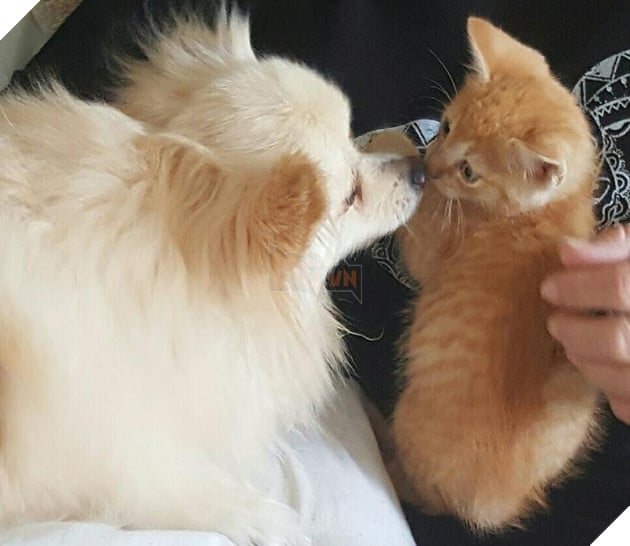 20 hình ảnh đáng yêu của chó mèo giúp bạn nạp đầy năng lượng tích cực cho ngày mới  6