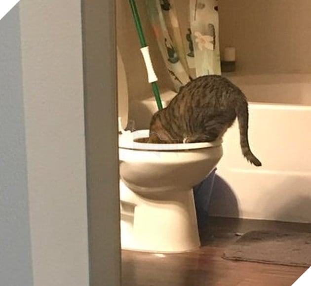 20 hình ảnh đáng yêu của chó mèo giúp bạn nạp đầy năng lượng tích cực cho ngày mới  7