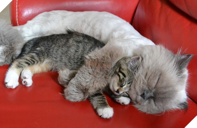 20 hình ảnh đáng yêu của chó mèo giúp bạn nạp đầy năng lượng tích cực cho ngày mới  8