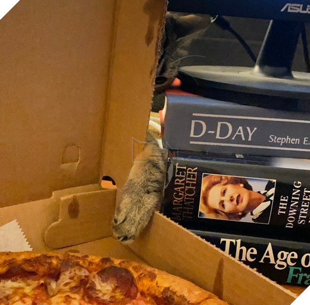 20 hình ảnh đáng yêu của chó mèo giúp bạn nạp đầy năng lượng tích cực cho ngày mới  9