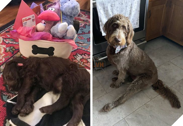 19 hình ảnh cực đáng yêu của các hoàng thượng lúc nhỏ và lúc lớn khiến bạn bất giác mỉm cười hạnh phúc 12