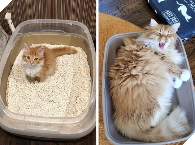 19 hình ảnh cực đáng yêu của các hoàng thượng lúc nhỏ và lúc lớn khiến bạn bất giác mỉm cười hạnh phúc 15