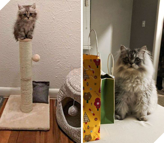 19 hình ảnh cực đáng yêu của các hoàng thượng lúc nhỏ và lúc lớn khiến bạn bất giác mỉm cười hạnh phúc