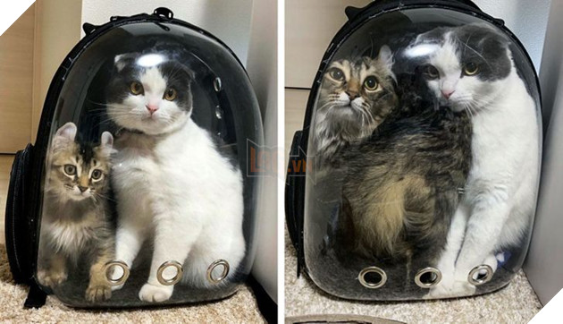 19 hình ảnh cực đáng yêu của các hoàng thượng lúc nhỏ và lúc lớn khiến bạn bất giác mỉm cười hạnh phúc 3