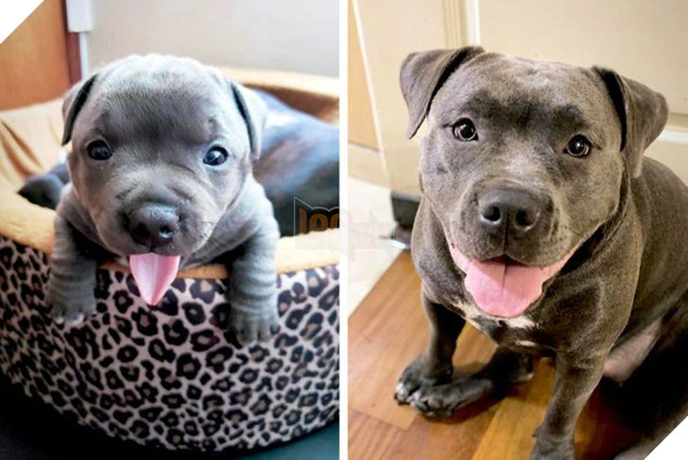 19 hình ảnh cực đáng yêu của các hoàng thượng lúc nhỏ và lúc lớn khiến bạn bất giác mỉm cười hạnh phúc 4