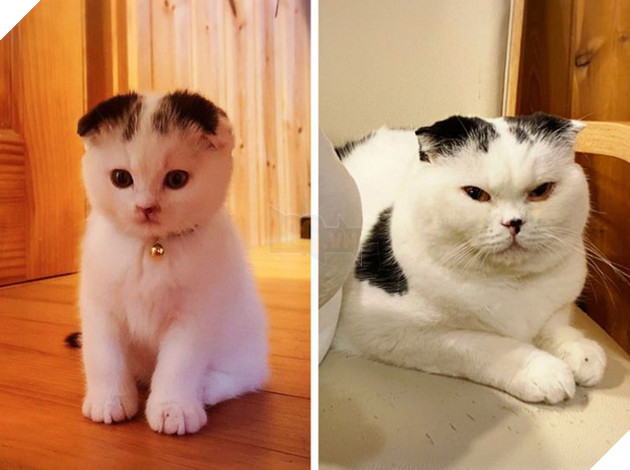 19 hình ảnh cực đáng yêu của các hoàng thượng lúc nhỏ và lúc lớn khiến bạn bất giác mỉm cười hạnh phúc 5