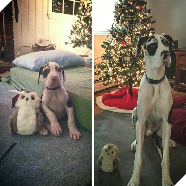 19 hình ảnh cực đáng yêu của các hoàng thượng lúc nhỏ và lúc lớn khiến bạn bất giác mỉm cười hạnh phúc 6