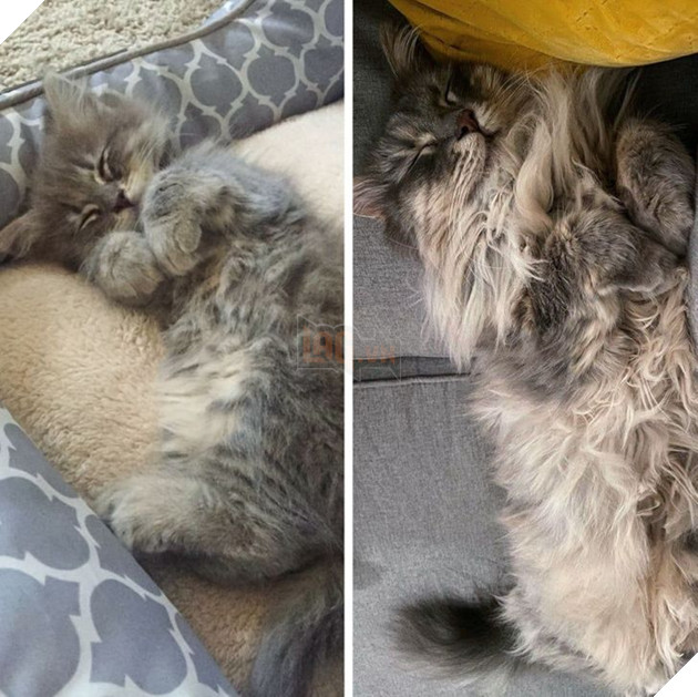 19 hình ảnh cực đáng yêu của các hoàng thượng lúc nhỏ và lúc lớn khiến bạn bất giác mỉm cười hạnh phúc 8