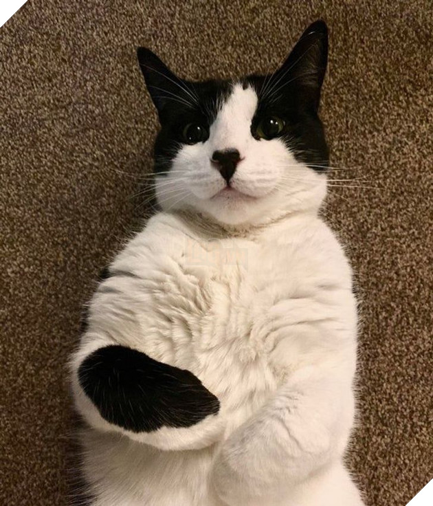 Tổng hợp hình ảnh động vật đầy đáng yêu khiến cho trái tim bạn tan chảy ngay lần đầu nhìn thấy  10