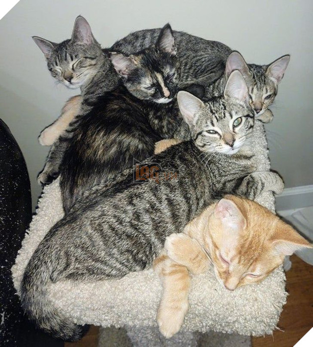 Tổng hợp hình ảnh động vật đầy đáng yêu khiến cho trái tim bạn tan chảy ngay lần đầu nhìn thấy  11