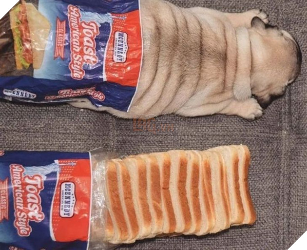 Tổng hợp hình ảnh động vật đầy đáng yêu khiến cho trái tim bạn tan chảy ngay lần đầu nhìn thấy  13