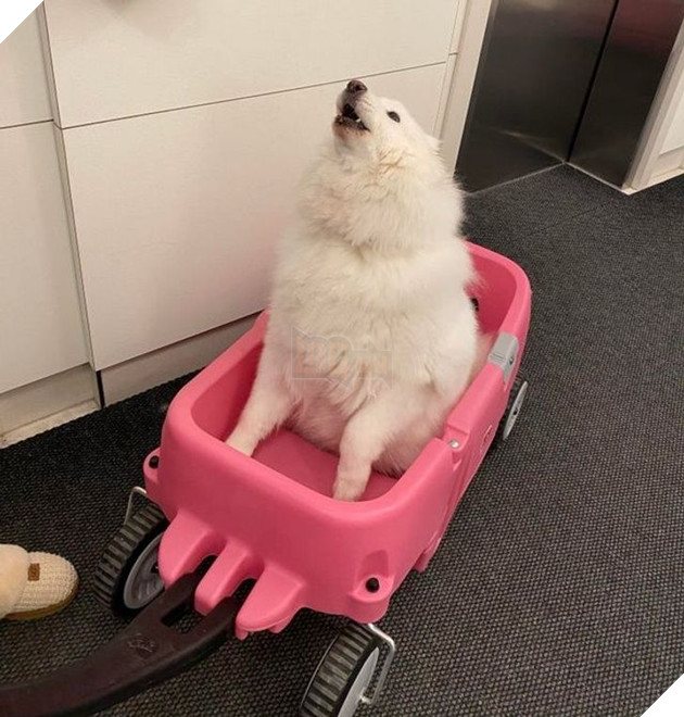 Tổng hợp hình ảnh động vật đầy đáng yêu khiến cho trái tim bạn tan chảy ngay lần đầu nhìn thấy  14