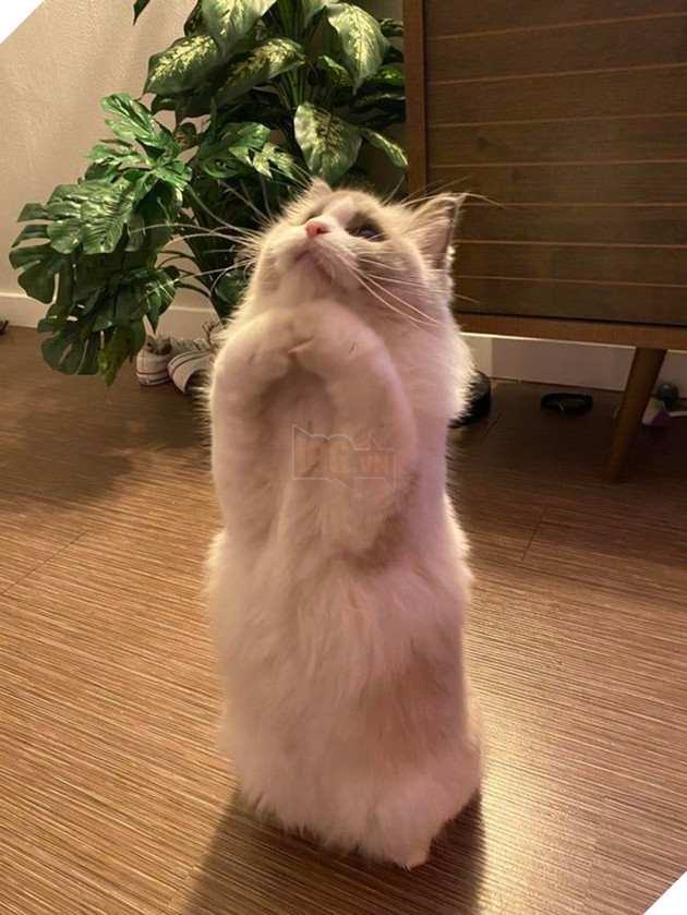 Tổng hợp hình ảnh động vật đầy đáng yêu khiến cho trái tim bạn tan chảy ngay lần đầu nhìn thấy  15