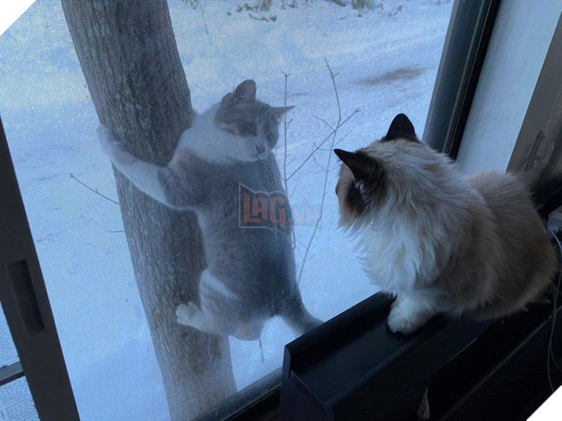 Tổng hợp hình ảnh động vật đầy đáng yêu khiến cho trái tim bạn tan chảy ngay lần đầu nhìn thấy  17