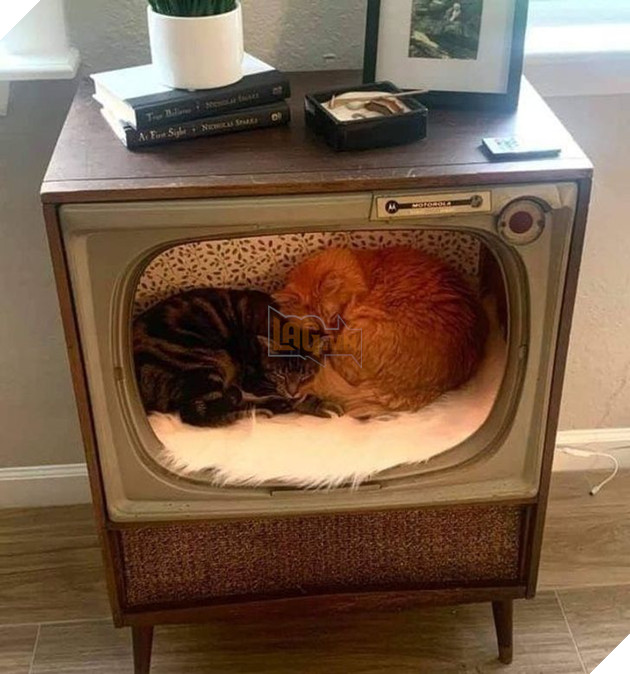 Tổng hợp hình ảnh động vật đầy đáng yêu khiến cho trái tim bạn tan chảy ngay lần đầu nhìn thấy  18