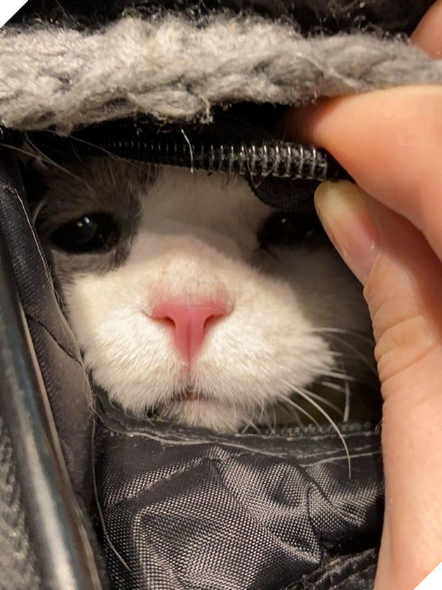 Tổng hợp hình ảnh động vật đầy đáng yêu khiến cho trái tim bạn tan chảy ngay lần đầu nhìn thấy  20