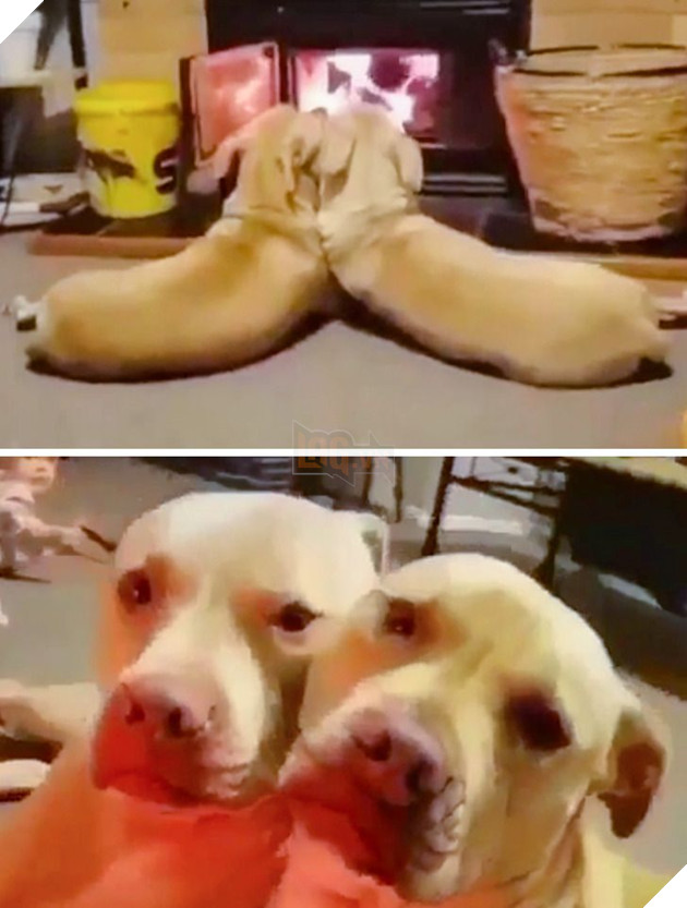 Tổng hợp hình ảnh động vật đầy đáng yêu khiến cho trái tim bạn tan chảy ngay lần đầu nhìn thấy  21