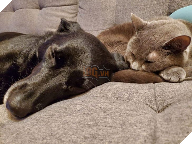 Tổng hợp hình ảnh động vật đầy đáng yêu khiến cho trái tim bạn tan chảy ngay lần đầu nhìn thấy  2