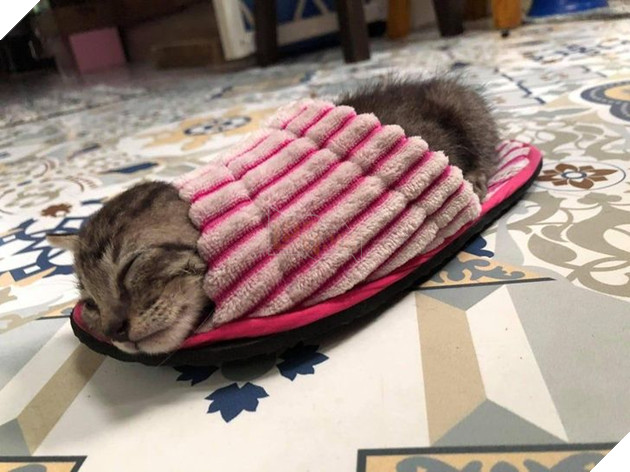 Tổng hợp hình ảnh động vật đầy đáng yêu khiến cho trái tim bạn tan chảy ngay lần đầu nhìn thấy  3