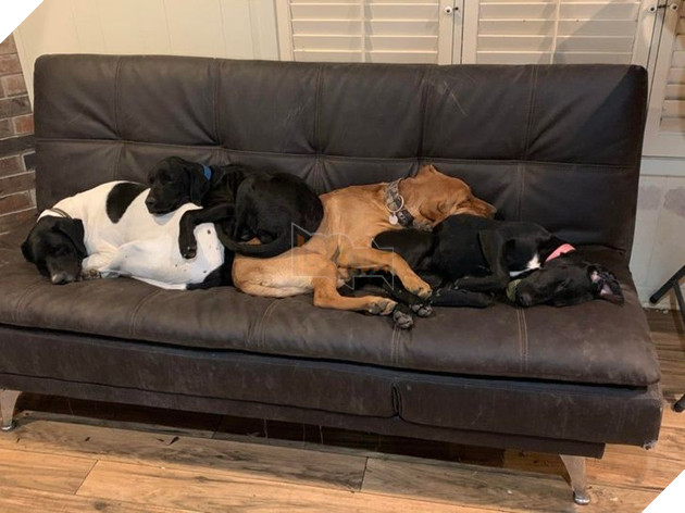 Tổng hợp hình ảnh động vật đầy đáng yêu khiến cho trái tim bạn tan chảy ngay lần đầu nhìn thấy  4