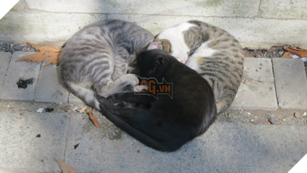 Tổng hợp hình ảnh động vật đầy đáng yêu khiến cho trái tim bạn tan chảy ngay lần đầu nhìn thấy  5