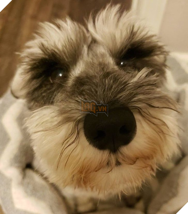 Tổng hợp hình ảnh động vật đầy đáng yêu khiến cho trái tim bạn tan chảy ngay lần đầu nhìn thấy  6