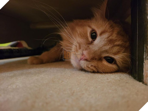 Tổng hợp hình ảnh động vật đầy đáng yêu khiến cho trái tim bạn tan chảy ngay lần đầu nhìn thấy  7