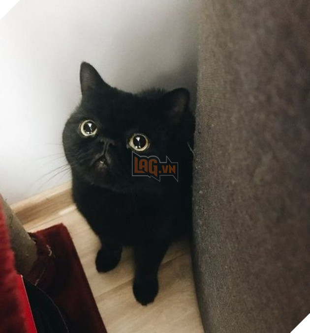 Tổng hợp hình ảnh động vật đầy đáng yêu khiến cho trái tim bạn tan chảy ngay lần đầu nhìn thấy  8