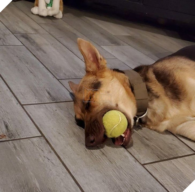 Tổng hợp hình ảnh động vật đầy đáng yêu khiến cho trái tim bạn tan chảy ngay lần đầu nhìn thấy  9