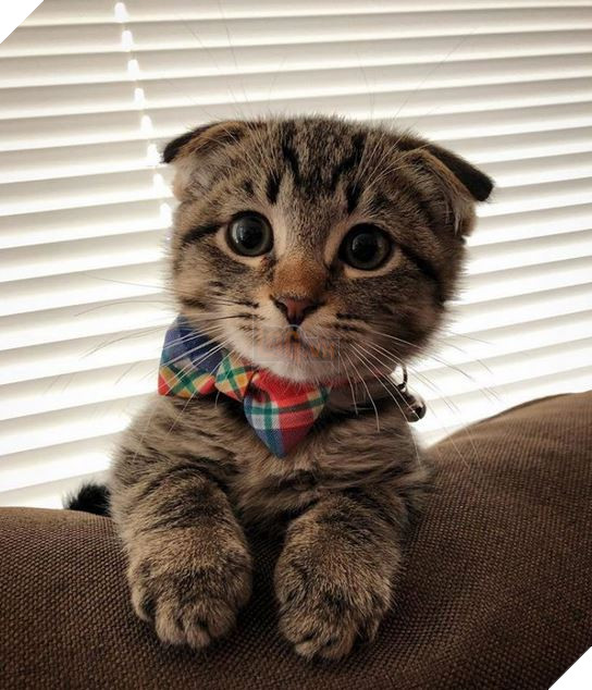 20 Bức ảnh tinh nghịch đáng yêu của các bé Mèo con được sen chụp lại bất ngờ mỗi ngày 18