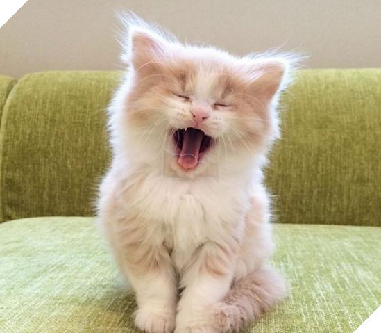 20 Bức ảnh tinh nghịch đáng yêu của các bé Mèo con được sen chụp lại bất ngờ mỗi ngày 13