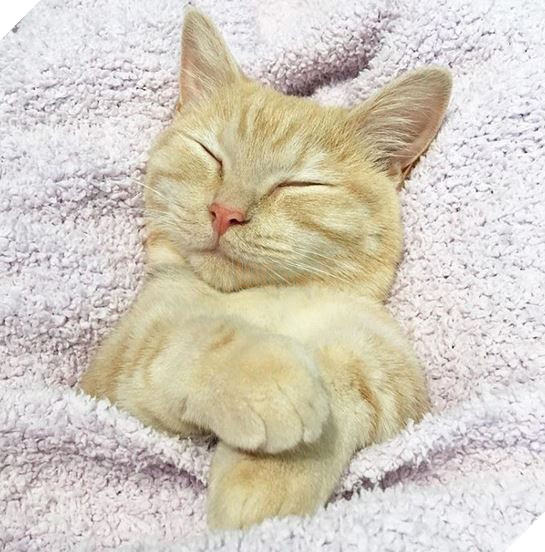 20 Bức ảnh tinh nghịch đáng yêu của các bé Mèo con được sen chụp lại bất ngờ mỗi ngày 12