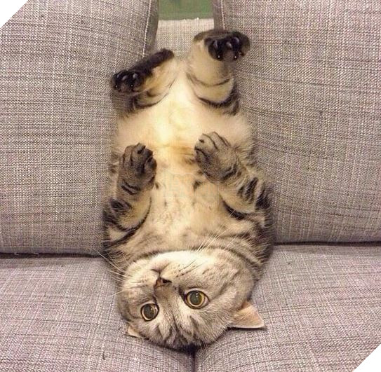 20 Bức ảnh tinh nghịch đáng yêu của các bé Mèo con được sen chụp lại bất ngờ mỗi ngày 11
