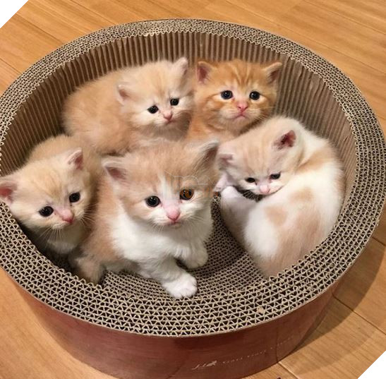 20 Bức ảnh tinh nghịch đáng yêu của các bé Mèo con được sen chụp lại bất ngờ mỗi ngày 10