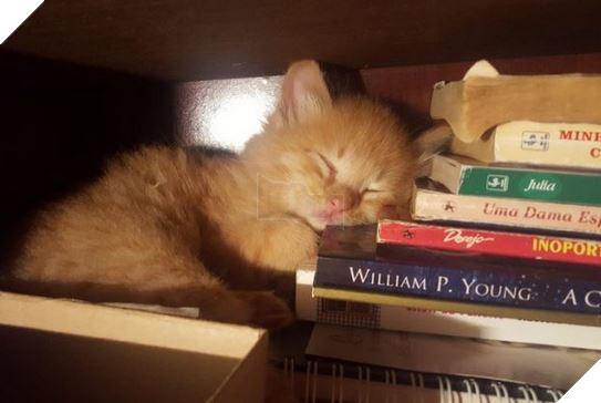 20 Bức ảnh tinh nghịch đáng yêu của các bé Mèo con được sen chụp lại bất ngờ mỗi ngày 9