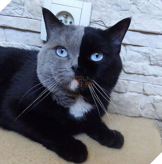 20 Bức ảnh tinh nghịch đáng yêu của các bé Mèo con được sen chụp lại bất ngờ mỗi ngày 8