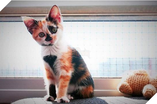 20 Bức ảnh tinh nghịch đáng yêu của các bé Mèo con được sen chụp lại bất ngờ mỗi ngày 3