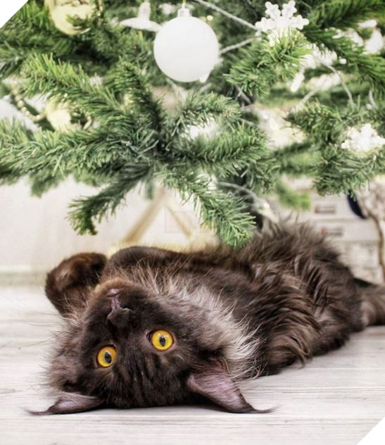 20 Bức ảnh tinh nghịch đáng yêu của các bé Mèo con được sen chụp lại bất ngờ mỗi ngày 2