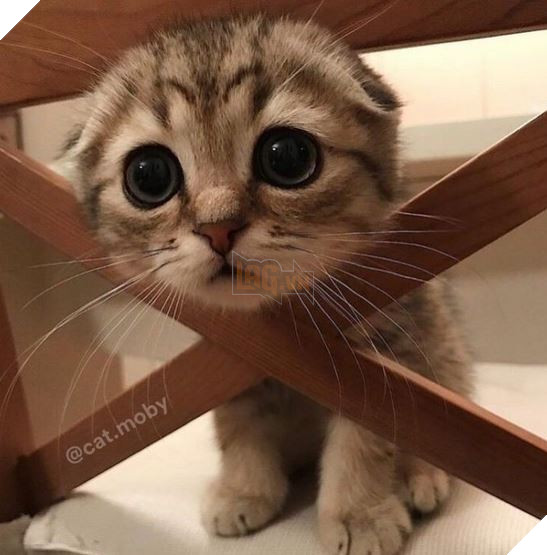 20 Bức ảnh tinh nghịch đáng yêu của các bé Mèo con được sen chụp lại bất ngờ mỗi ngày