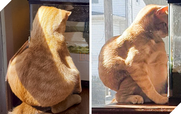 Tổng hơp hình ảnh những hành động lạ của mèo khiến bạn vừa khó hiểu vừa buồn cười thích thú