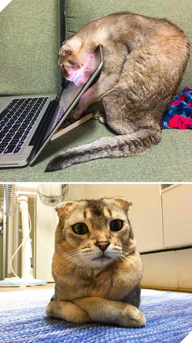 Tổng hơp hình ảnh những hành động lạ của mèo khiến bạn vừa khó hiểu vừa buồn cười thích thú 10