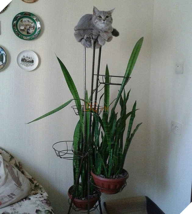 Tổng hơp hình ảnh những hành động lạ của mèo khiến bạn vừa khó hiểu vừa buồn cười thích thú 12