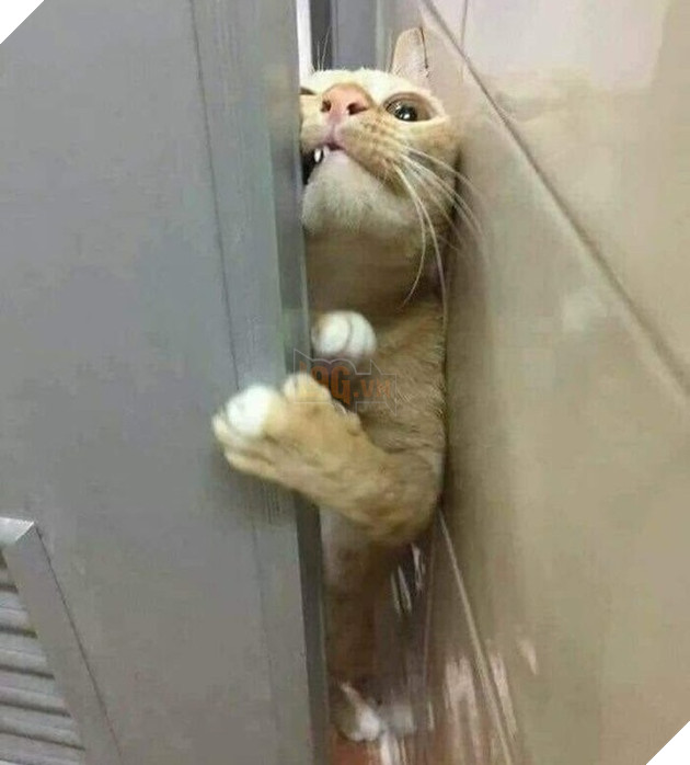 Tổng hơp hình ảnh những hành động lạ của mèo khiến bạn vừa khó hiểu vừa buồn cười thích thú 14