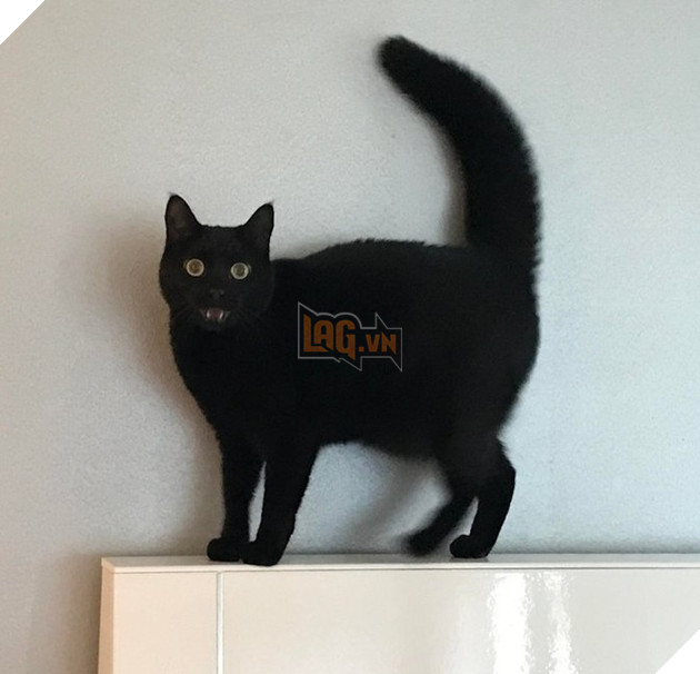 Tổng hơp hình ảnh những hành động lạ của mèo khiến bạn vừa khó hiểu vừa buồn cười thích thú 15