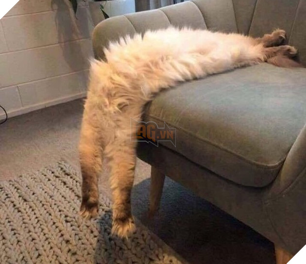 Tổng hơp hình ảnh những hành động lạ của mèo khiến bạn vừa khó hiểu vừa buồn cười thích thú 17