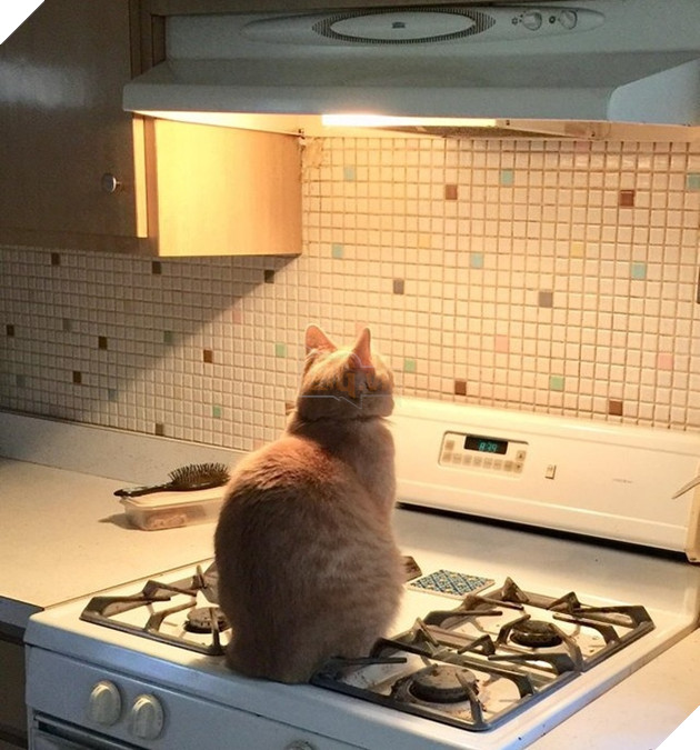 Tổng hơp hình ảnh những hành động lạ của mèo khiến bạn vừa khó hiểu vừa buồn cười thích thú 18