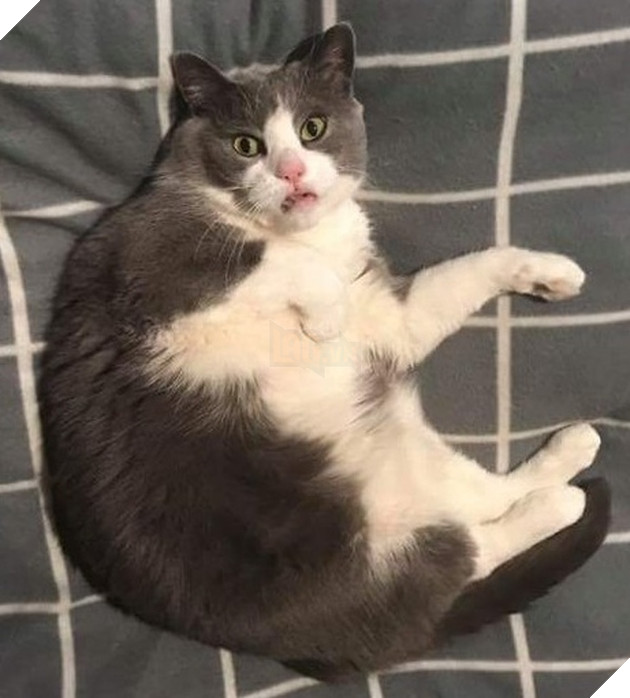 Tổng hơp hình ảnh những hành động lạ của mèo khiến bạn vừa khó hiểu vừa buồn cười thích thú 19