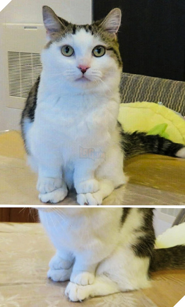 Tổng hơp hình ảnh những hành động lạ của mèo khiến bạn vừa khó hiểu vừa buồn cười thích thú 3