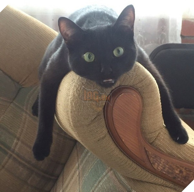 Tổng hơp hình ảnh những hành động lạ của mèo khiến bạn vừa khó hiểu vừa buồn cười thích thú 5